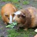 brown hamster eating a green leaf