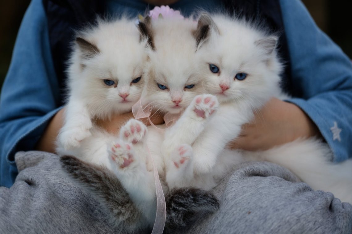 close up photo of a hand holding three white kittens