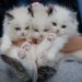 close up photo of a hand holding three white kittens
